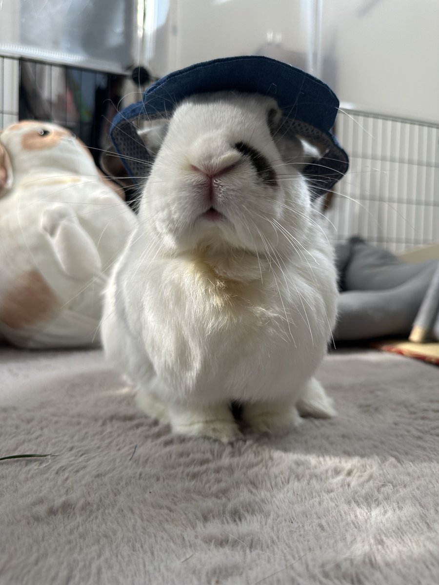 tororothebunny's tweet photo. 3coinsでペット用帽子を買いました。
耳が出る仕様でいいかなって思ったのですがわんちゃん用なのでぶかぶか。
試着中は大人しくしてくれたとろろさんなのでした。 https://t.co/bNKbA9rhDB