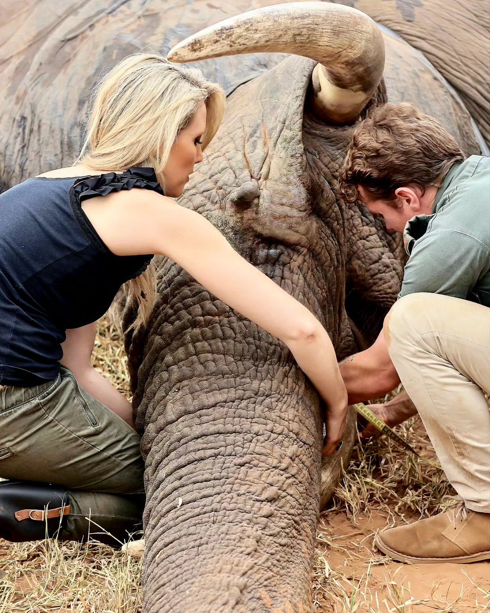 ChangeAgentSA's tweet image. #WorldElephantDay2024 🐘 As we observe this important day in conservation, honoured to share my day with  remarkable team @elephantsalive ~ Ihad the absolute privilege of being able to collar elephants with this world class team of scientists, academics &amp;amp; wildlife warriors. 🌿🐝