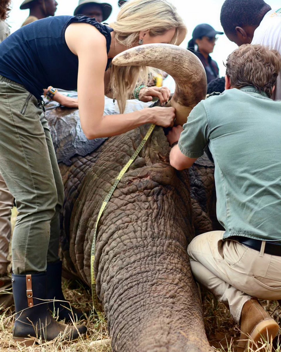 ChangeAgentSA's tweet image. #WorldElephantDay2024 🐘 As we observe this important day in conservation, honoured to share my day with  remarkable team @elephantsalive ~ Ihad the absolute privilege of being able to collar elephants with this world class team of scientists, academics &amp;amp; wildlife warriors. 🌿🐝