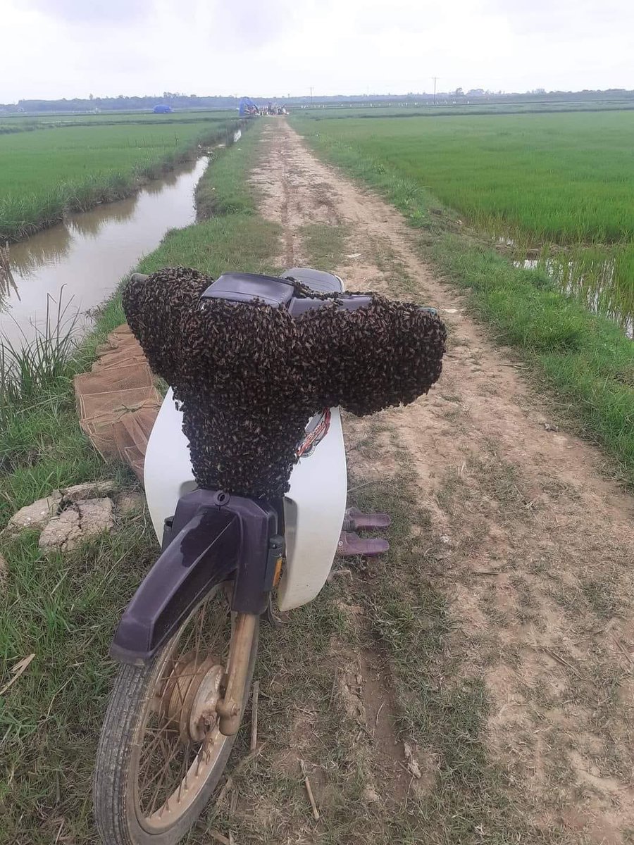 Hoa Vô Khuyết tweet media