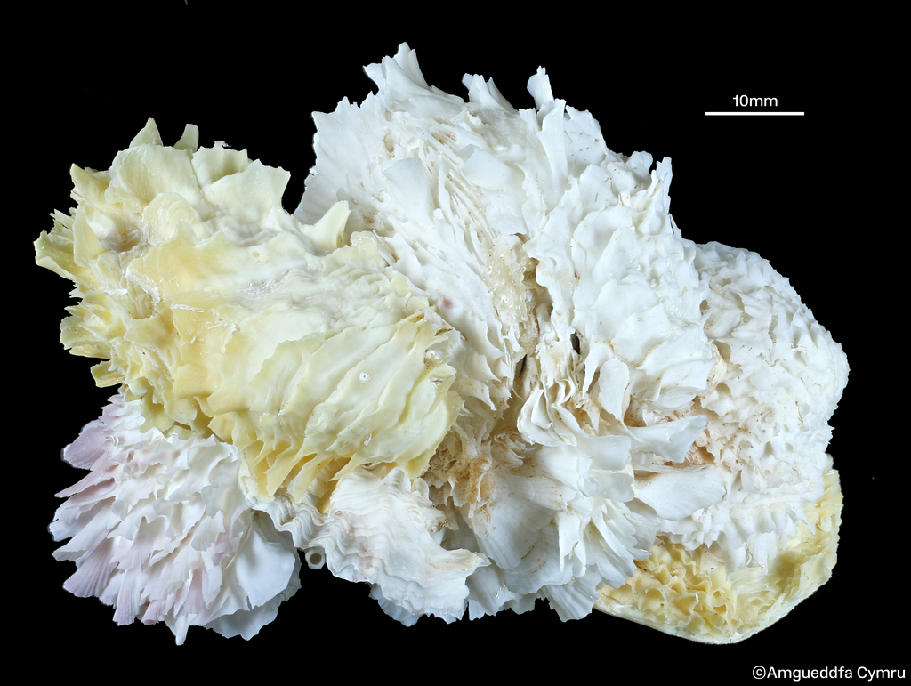 #molluscmonday <a href="/CardiffCurator/">Cardiff Curator</a> The most beautiful of all the rafting bivalves - Chama macerophylla. These beauties in Amgueddfa Cymru's collections are from Florida, but others have washed ashore in Britain and Ireland attached to ropes, crates and a buoy!