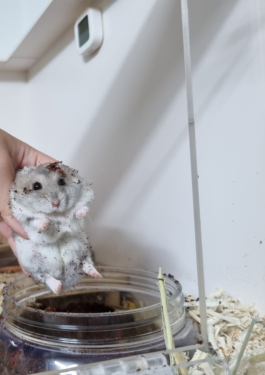 집사는 흙 치우고 있는데 햄스터는 흙놀하다 잡힘 박박 털고 나오세요