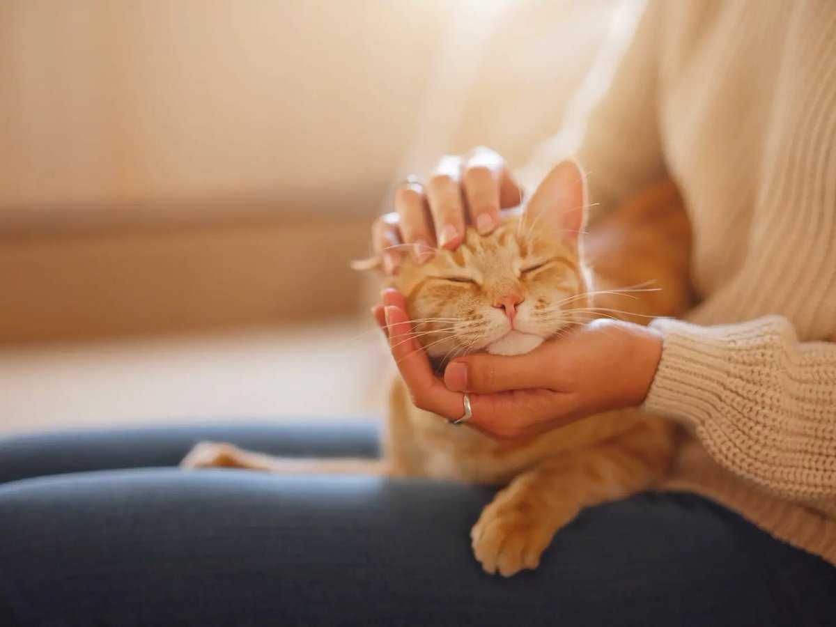 Caring for Your Cat: Essential Practices for a Healthy and Happy Pet: The post Caring for Your Cat: Essential Practices for a Healthy and Happy Pet appeared first on Katzenworld - Welcome to the world of cats!. 

Key Takeaways Regular vet… dlvr.it/TBpQVF via <a href="/kattavinir/">kattavinir</a>