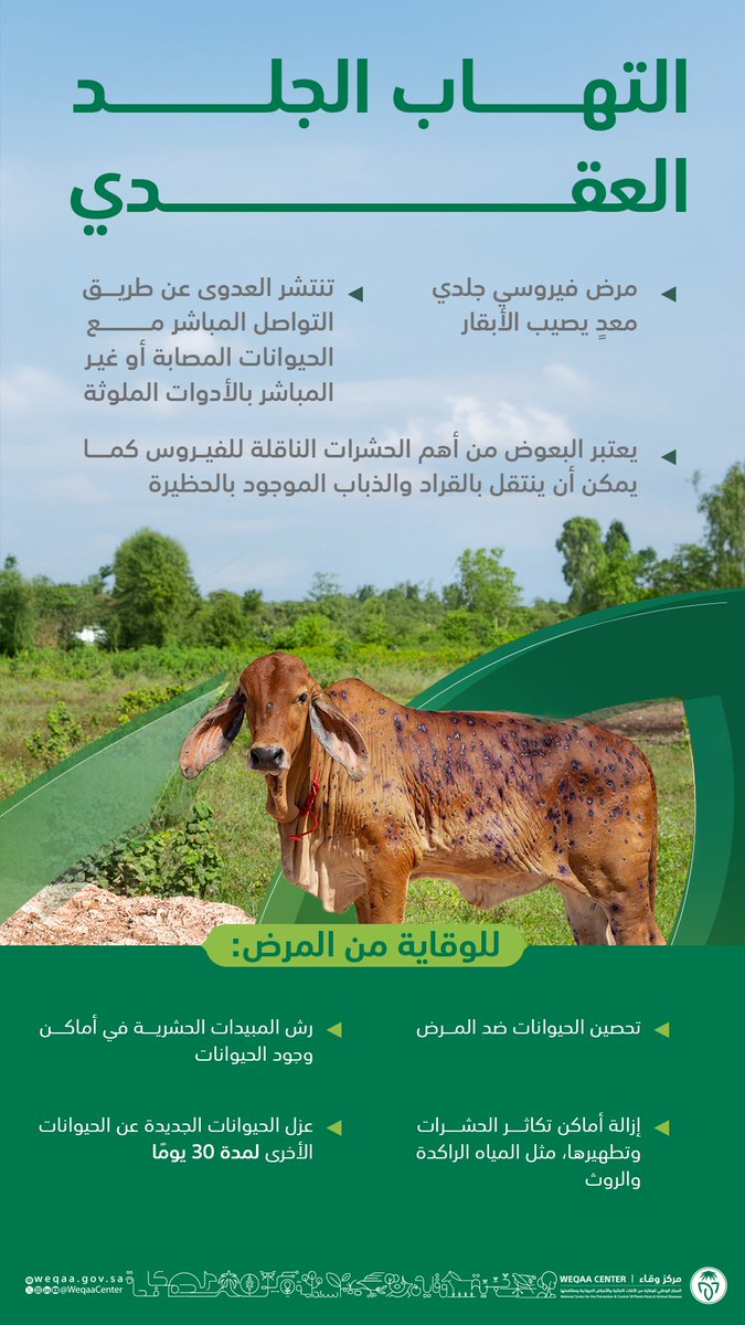 WeqaaCenter's tweet image. عزيزي مربي الأبقار احرص على التحصين الدوري لحيواناتك ضد مرض #التهاب_الجلد_العقدي لوقايتها من هذا المرض، واتباع إجراءات الأمن الحيوي في مزرعتك. 
#lumpyskin
#وقاء
#توعية_وتثقيف
#الصحة_الحيواني