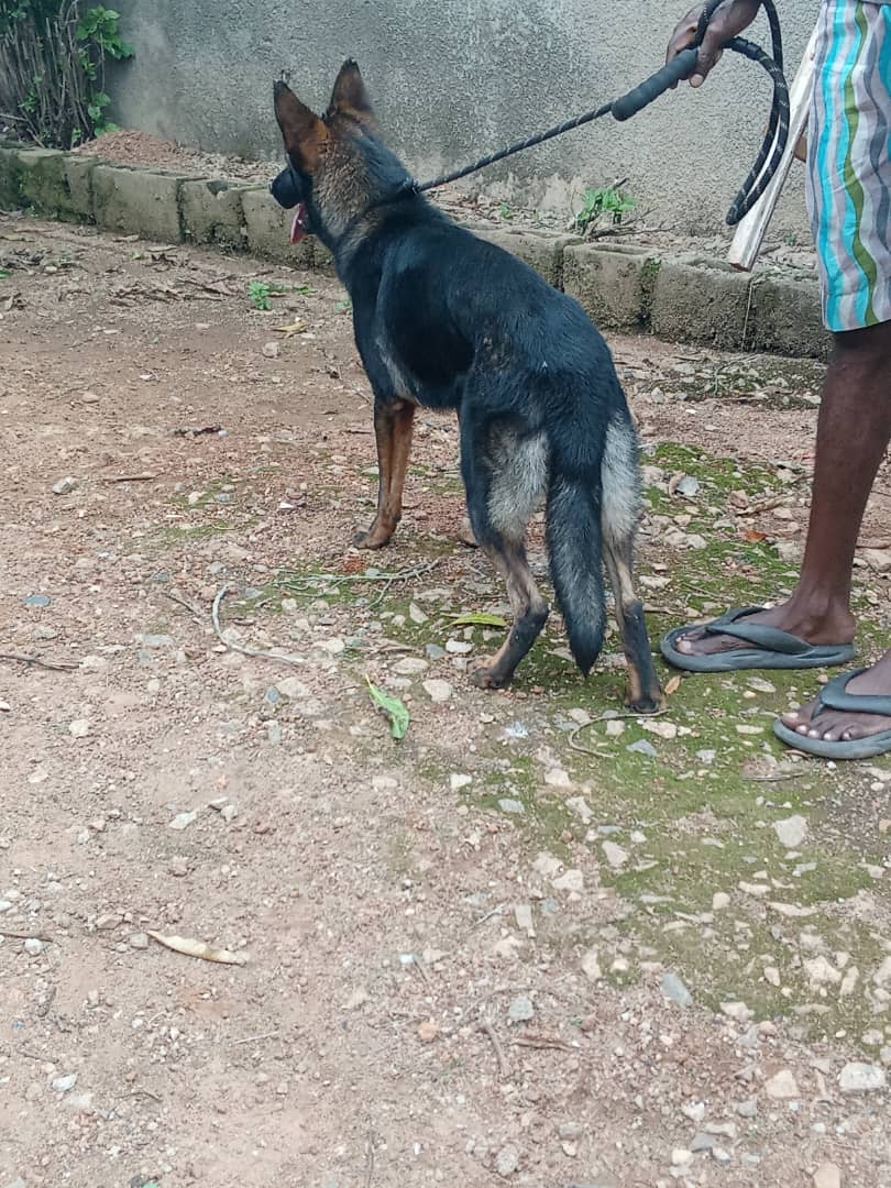 Pandakennel's tweet photo. Guess who?
Correctly guess this dog and get a free registration for your dog at the upcoming COBA SS Regional Show in Benin City. @Gsdba_nigeria @Coba_Nigeria
#COBA
#GSDBA
#dogshow
#Cobadogshow https://t.co/2GUdx5PMBD