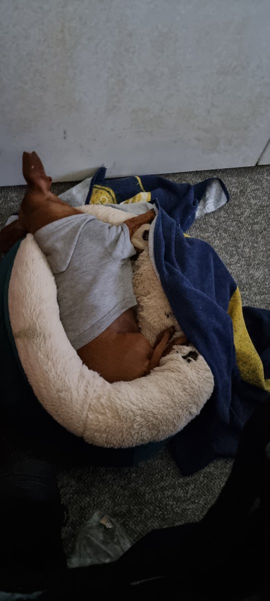 Sausage Inu tweet media