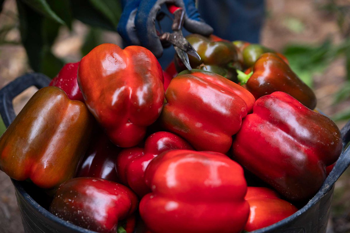 Mercagrisa tweet media