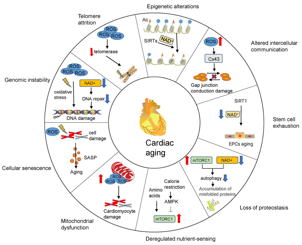 This review from Dr. Junjie Xiao et al. summarized recent findings concerning #metabolic changes during #cardiac #aging and highlighted the therapeutic approaches that target metabolic pathways in cardiac aging.
oaepublish.com/articles/jca.2…