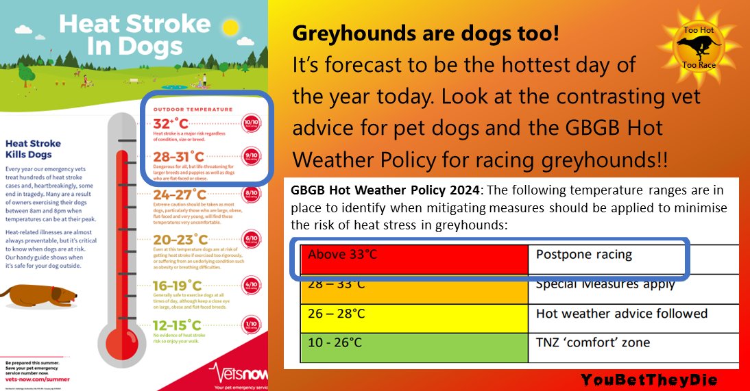 Forecast to be the hottest day of the year so far in the UK but over 700 #greyhoundswill be racing on 10 tracks today unless the temperature exceeds 33C 94F. Greyhounds are one of the 9 breeds most vulnerable to heatstroke. #YouBetTheyDie #CutTheChase #TooHotToRace #PetsNotBets