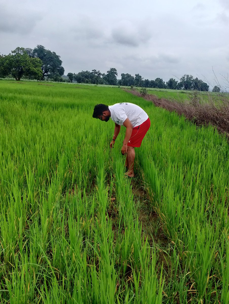 maske_aec's tweet photo. Some more insights of #MPCRA Participatory trials of #Soybean #Maize #DSR at #Katni #Jabalpur #MadhyaPradesh https://t.co/1SBVXJh0ay