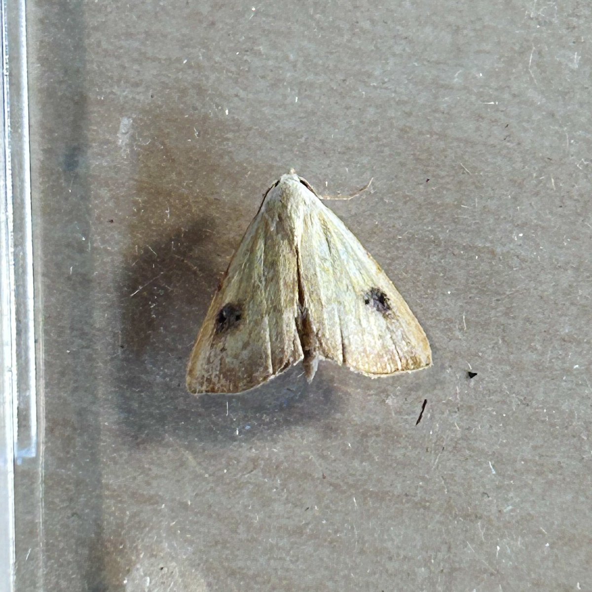 107 of 45 in the trap last night. Iron Prominent, Melilot Case-bearer, Bordered Beauty, Straw Dot, Bulrush Down Moth, Vines Rustic, Red-barred Tortrix, Tree-lichen Beauty, Coronet, Gypsy Moth, Pale Prominent &amp; Lesser Broad-bordered Yellow Underwing new for the garden