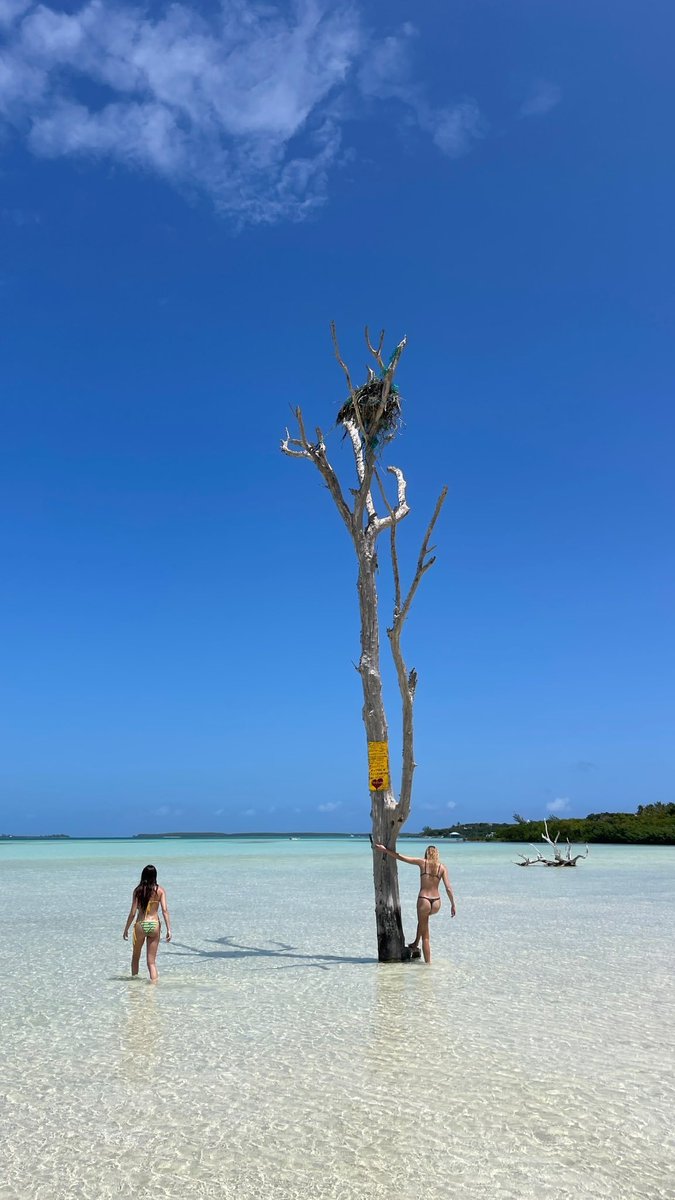 Ellen Danso tweet media