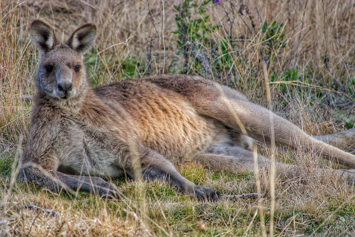 emphaneia (@emphaneia) on Twitter photo Early spring walk on Red Hill, Canberra #Canberra #Naturereserve โฆ<a href="/ThingsCanberra/">Canberra Things</a>โฉ โฆ<a href="/NatureMapr/">NatureMapr</a>โฉ โฆ<a href="/AustralianWild2/">Australian Wildlife Society</a>โฉ Early spring walk on Red Hill, Canberra #Canberra #Naturereserve โฆ<a href="/ThingsCanberra/">Canberra Things</a>โฉ โฆ<a href="/NatureMapr/">NatureMapr</a>โฉ โฆ<a href="/AustralianWild2/">Australian Wildlife Society</a>โฉ