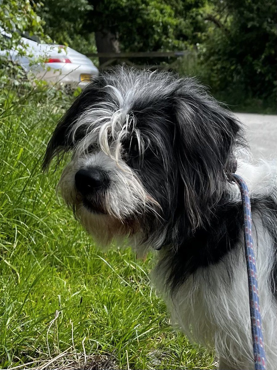 Pope Grumpnatious III tweet media