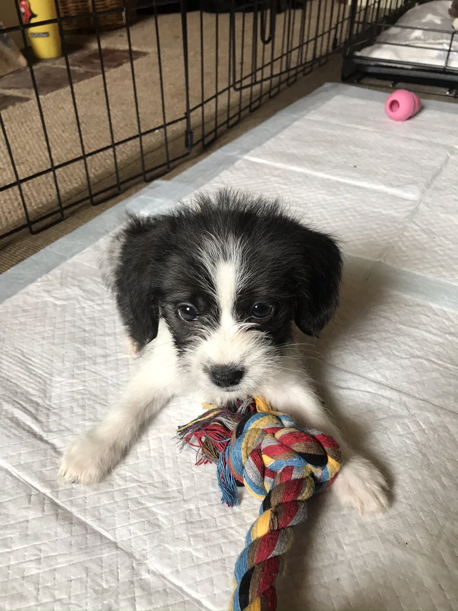 Pope Grumpnatious III tweet media