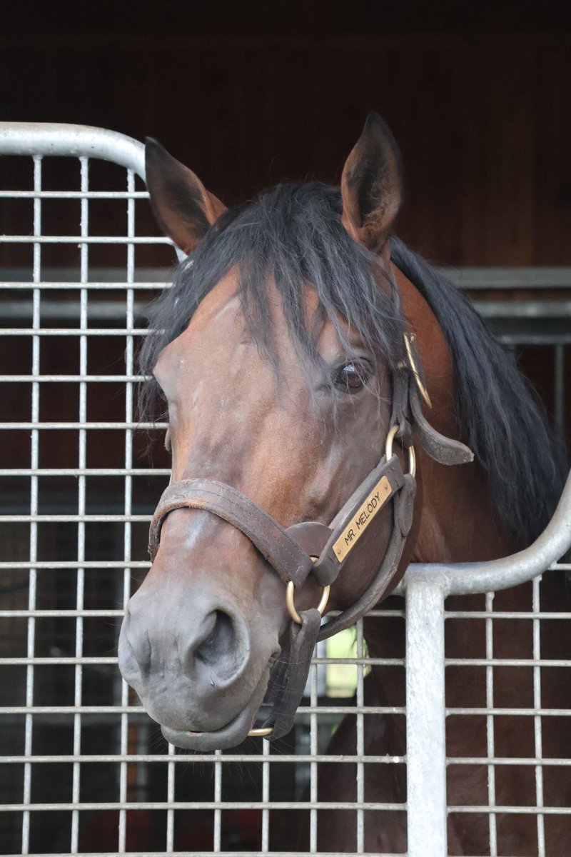 優駿スタリオン