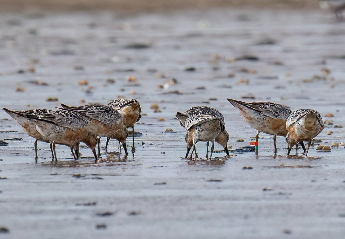 Red knot O9V or 09V, Seaton Snook on Saturday. I would be interested to know where it was ringed if anyone can help. <a href="/teesbirds1/">teesbirds</a> <a href="/yorkshirewild/">Steve Farley</a>