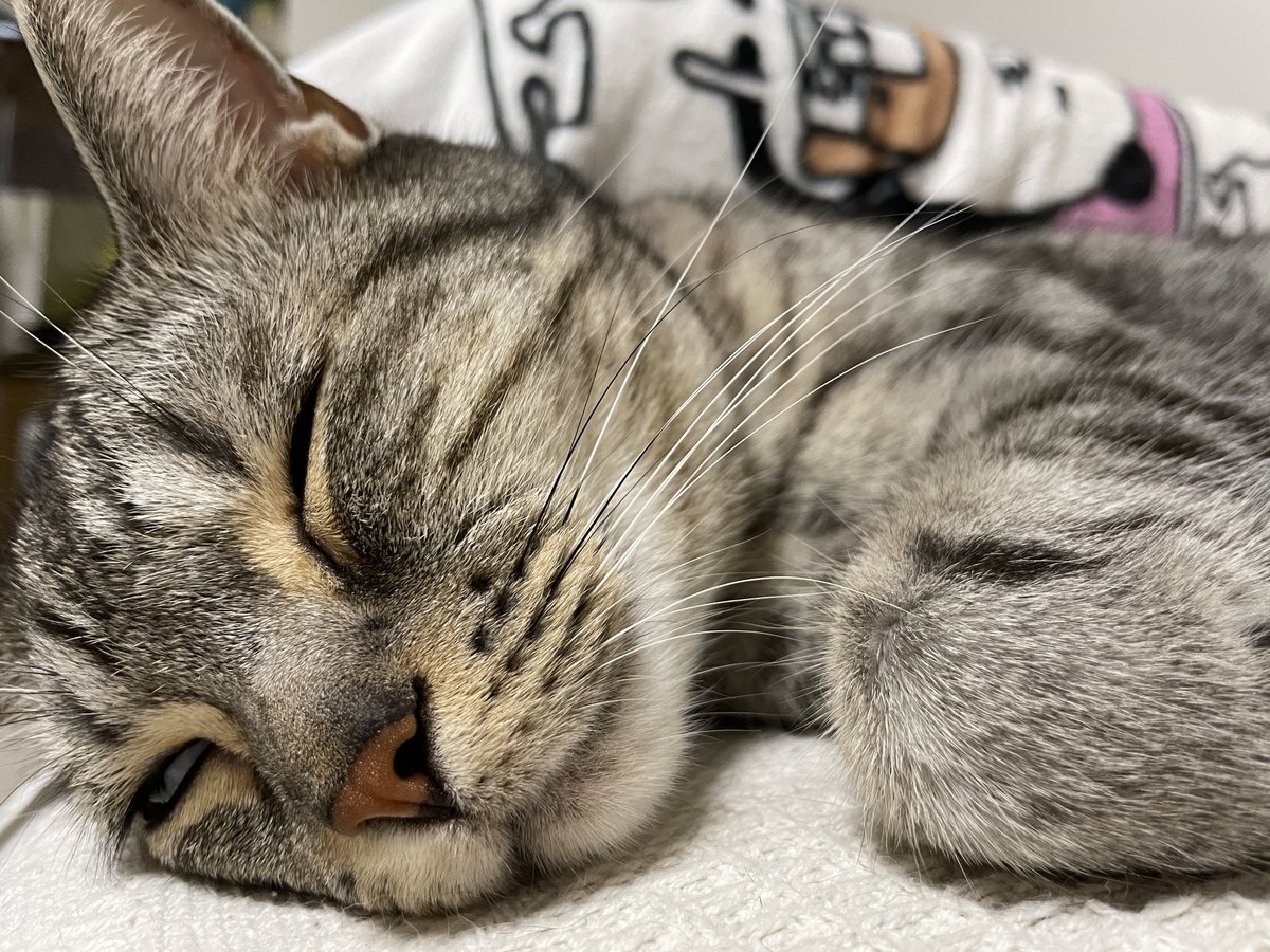 寝るなら完全に目を閉じてほしい
#猫 #猫のいる暮らし #アメショ