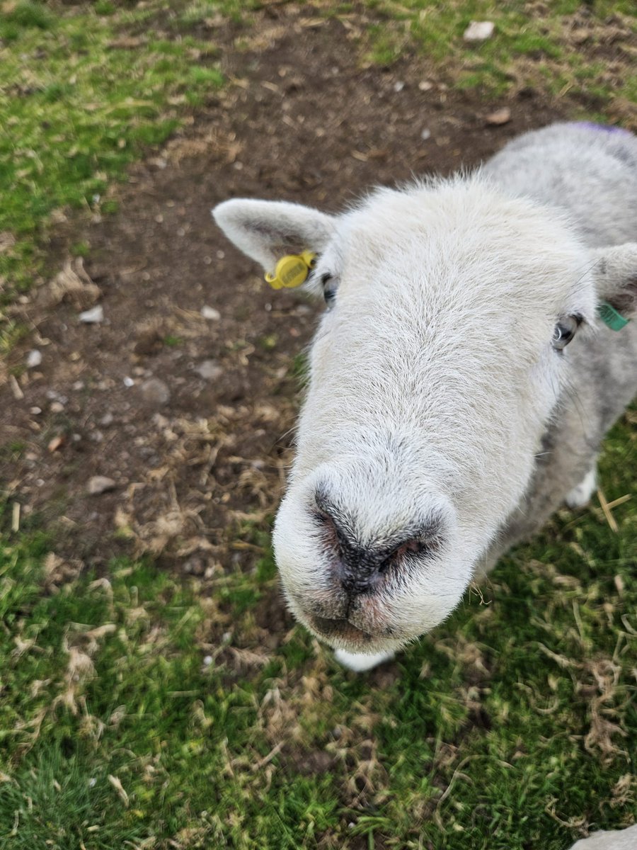 fars_sanctuary's tweet image. Hi &amp;amp; wishing you a lovely #Monday friends 👋 – from beautiful #CloudSheep, from the FARS humans (tired but happy after yesterday&apos;s birthday party, open day &amp;amp; vegan fair 🎂🏡🌱💖), from everyone 🐏🐑🐖🐔🐈‍⬛

#VeganSanctuary
#VeganForHer
#KindToAllKind
#AllLivesArePrecious