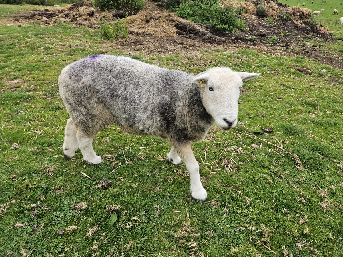 fars_sanctuary's tweet image. Hi &amp;amp; wishing you a lovely #Monday friends 👋 – from beautiful #CloudSheep, from the FARS humans (tired but happy after yesterday&apos;s birthday party, open day &amp;amp; vegan fair 🎂🏡🌱💖), from everyone 🐏🐑🐖🐔🐈‍⬛

#VeganSanctuary
#VeganForHer
#KindToAllKind
#AllLivesArePrecious