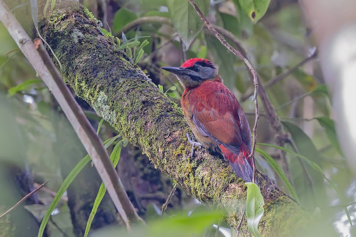 Pete Morris tweet media