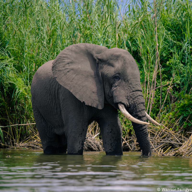 gorillacd's tweet photo. This #WorldElephantDay, we celebrate elephants and advocate for their protection. Virunga, home to the African savanna and the elusive bush elephant, is committed to conserving their natural habitats and closely monitors these species through aerial surveys and camera traps.⁠