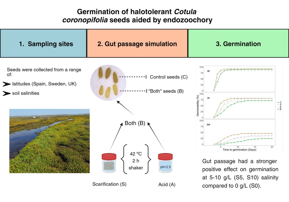 I'm thrilled to share my first published paper! 🦆🌱 We found strong evidence that #WaterBirds play a crucial role in the spread of the invasive #CotulaCoronopifolia via endozoochory. #PhDlife #Ecology #SeedDispersal

OA ➡️ doi.org/10.3390/plants…