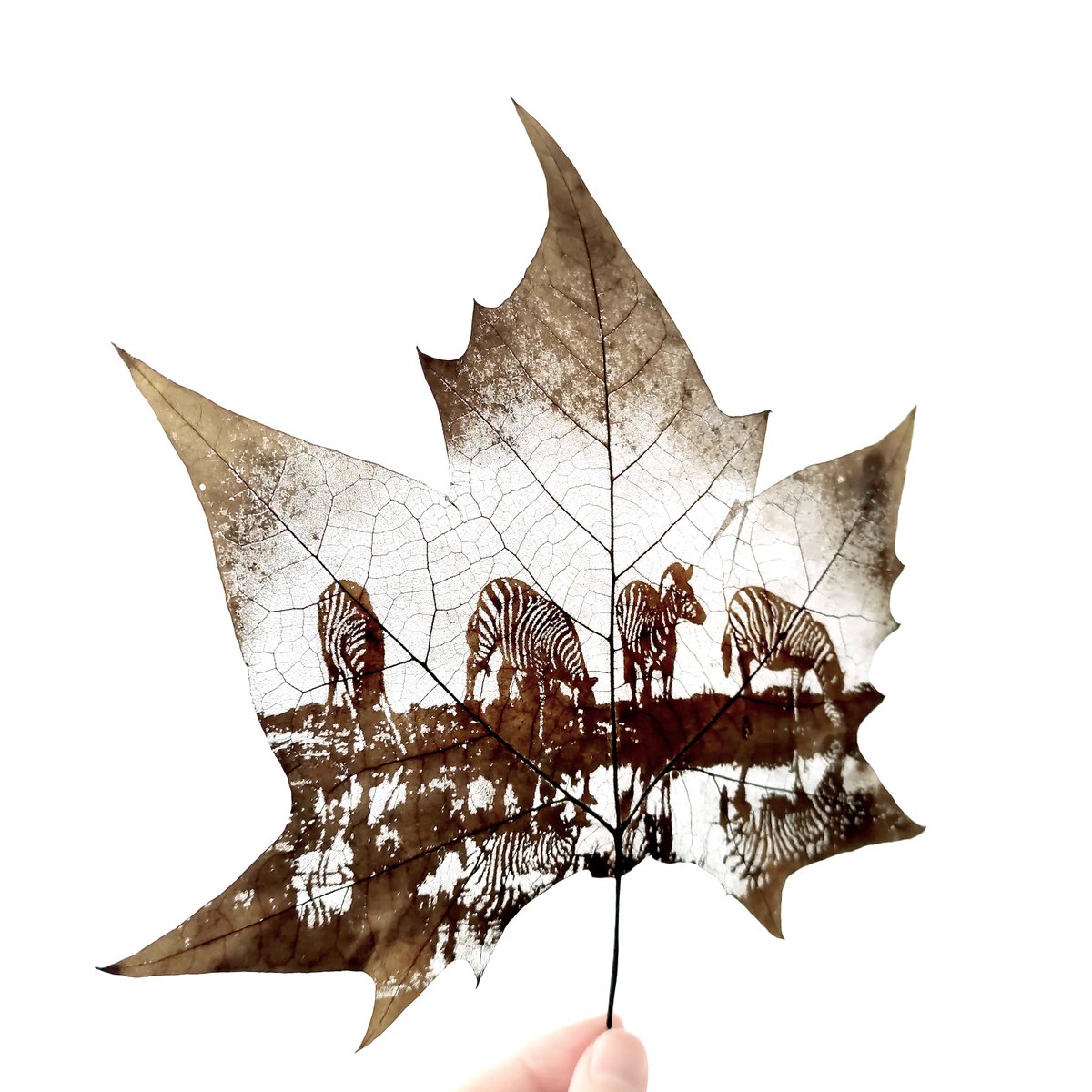 Flora_Whisper's tweet photo. Witness the tranquil moment of zebras in the wild with our exquisite Leaf Carving Art. 🦓🌿  🏡💚

#ZebraLeafArt #NatureArt #WildlifeDecor #HomeDecor #LeafArt #Handcrafted #NatureInspired #UniqueGifts #InteriorDesign #ArtistryOfNature #DecorInspo https://t.co/lLrGMcmW6b