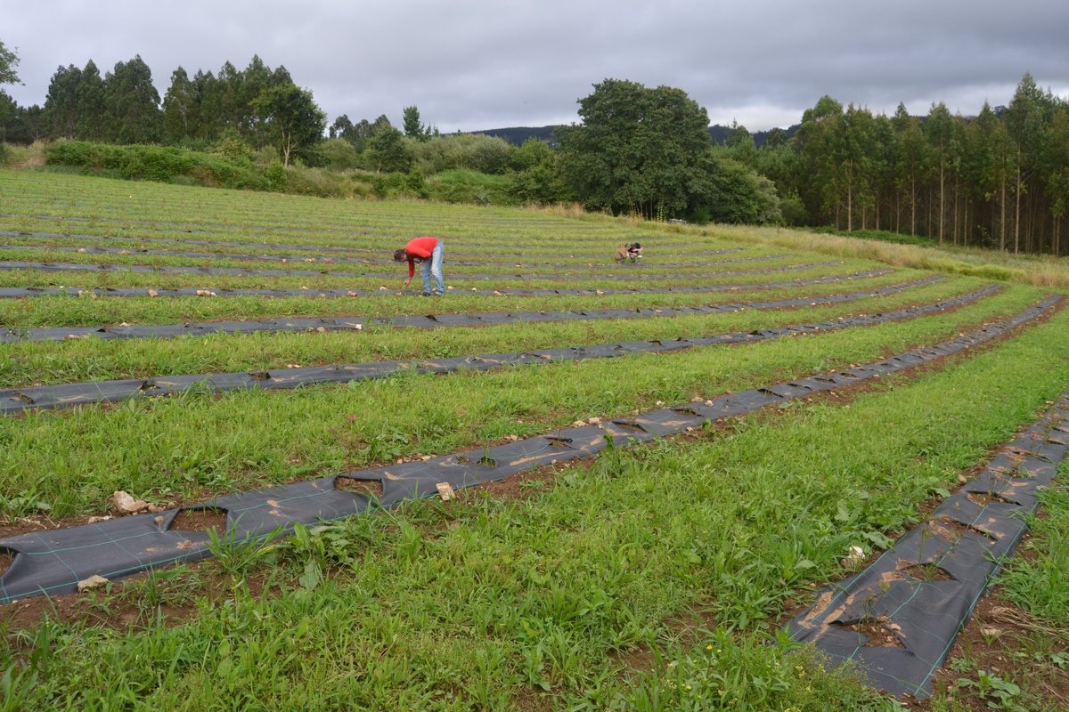 Proyecto AGROSILVOMELÍFERO de
<a href="/SorbusBosques/">Sorbus Bosques Multifuncionales</a> en #ACoruña: árboles, arbustos, cultivos herbáceos, aromáticas y abejas combinados. Interacciones que, a la larga, han de aportarnos producciones más resilientes y adaptadas.
