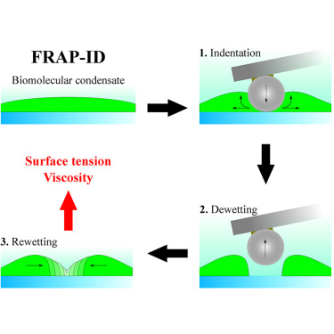 Check our latest paper where we use correlative  Atomic Force Microscopy (AFM) and Fluorescence  Microscopy to study biomolecular condensates surface tension and viscosity. Published in <a href="/BiophysJ/">Biophysical Journal</a> 
sciencedirect.com/science/articl…