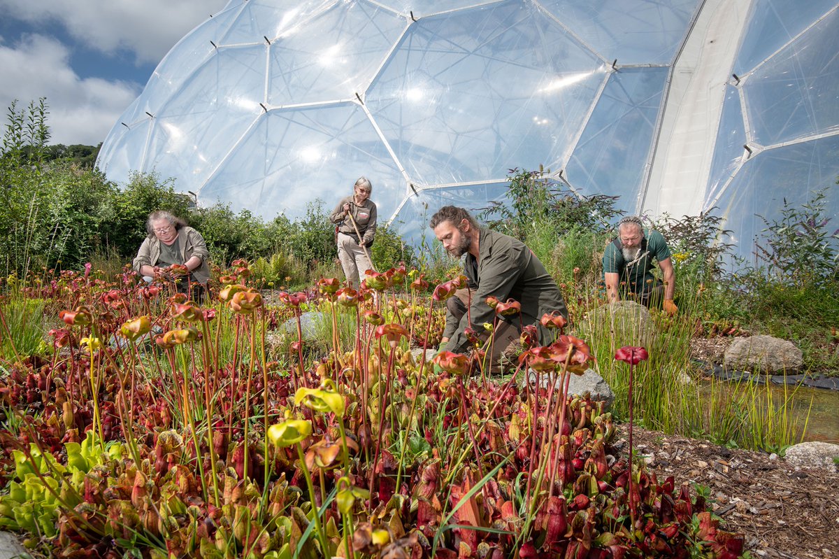 Warm, wet spring leads to explosion of summer colour for <a href="/EdenProject/">Eden Project</a>'s Outdoor Gardens. edenproject.com/media-relation…