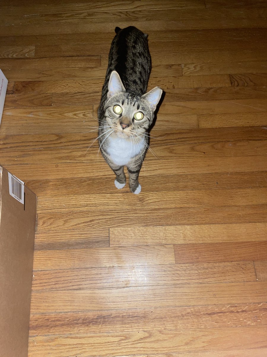 MercedesSmith47's tweet image. Good morning mom!  Now feed me.  #runlife #1stdayofschool