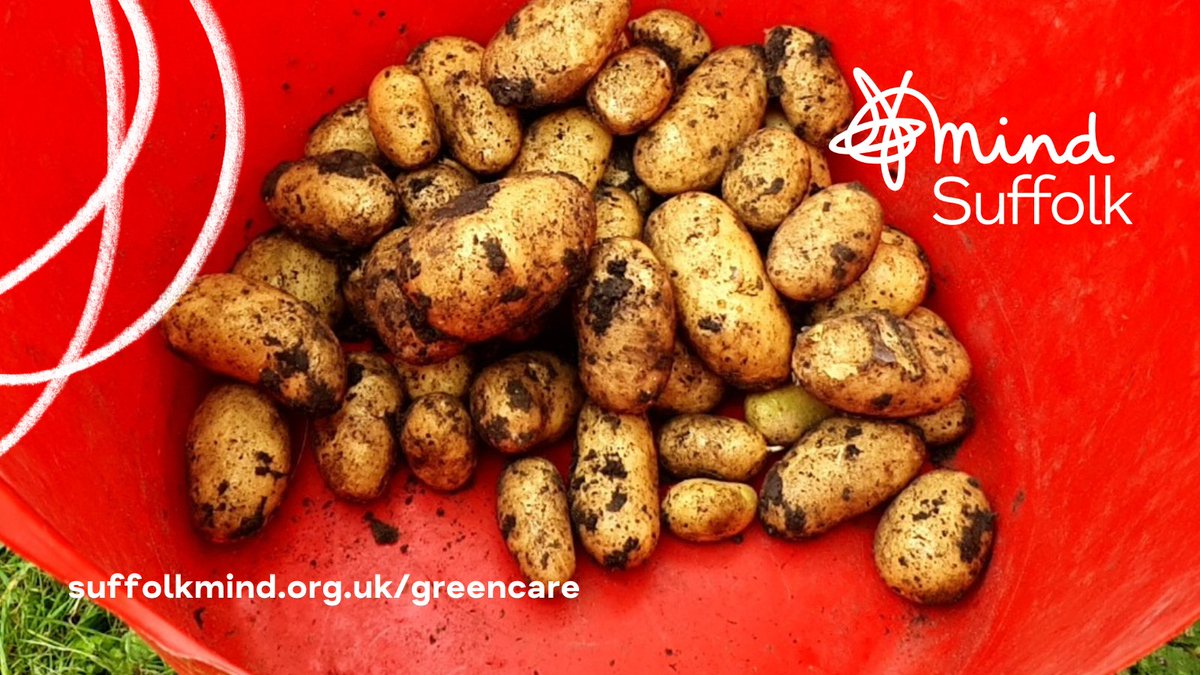 It's #NationalAllotmentsWeek and what better way to celebrate than showing you our latest GreenCare produce! 🥔

We have allotments in Ipswich, Bury St Edmunds and Haverhill and they help our participants feel part of a wider community.

Self-refer 👉  suffolkmind.org.uk/services/green…
