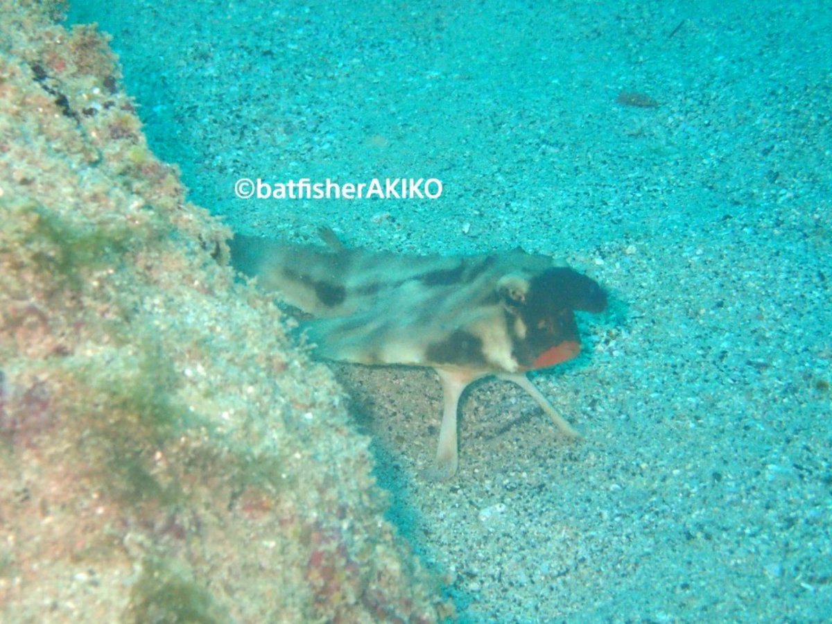 batfisherAKIKO's tweet photo. 次の角を曲がったら、こうして貴方とばったり会えますように。
#Galapagos
#ガラパゴス諸島
#バットフィッシュ
#GalapagosBatfish
#RedLippedBatfish
#レッドリップトバットフィッシュ
#ScubaDiving
#ダイビング https://t.co/rGRENCJAps