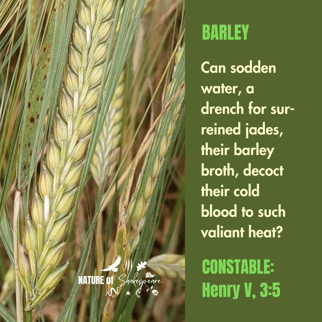 NatureS40430's tweet photo. Shakespeare Species Barley: can sodden water… their barley broth, decoct their cold blood to such valiant heat? The French before Agincourt speculate on what fires up the foolhardy and frosty English. Barley was important for both food &amp;drinks. #shakespearespecies @BaronyMill https://t.co/pM9I9bD8GN
