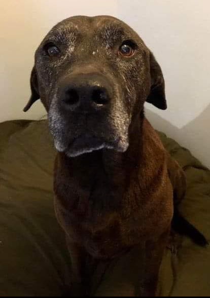 I got my dog when I was just 19 years old and a single mother of 1.
I kept my dog.
I kept my dog even though I moved into an apartment and had to pay a $500 pet fee.
I kept my dog when my boyfriend and I broke up and he kept the apartment even though my new place didn't allow