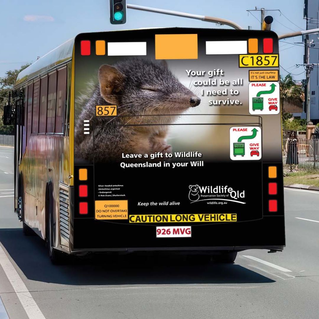 @Wildlifeqld tweet media