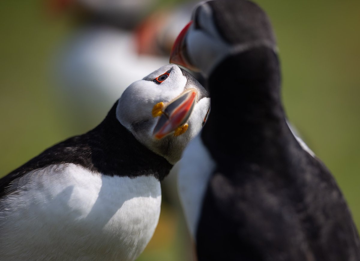 Harry Martin Photography tweet media