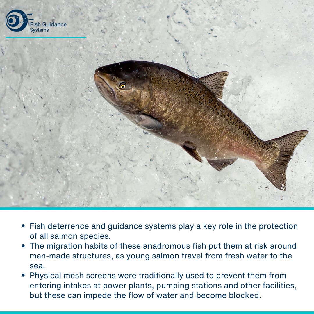 FishGuidance's tweet photo. Fish deterrence and guidance systems play a key role in the protection of all salmon species.
The migration habits of these anadromous fish put them at risk around man-made structures, as young salmon travel from fresh water to the sea. https://t.co/QFrj2Z9o2C
