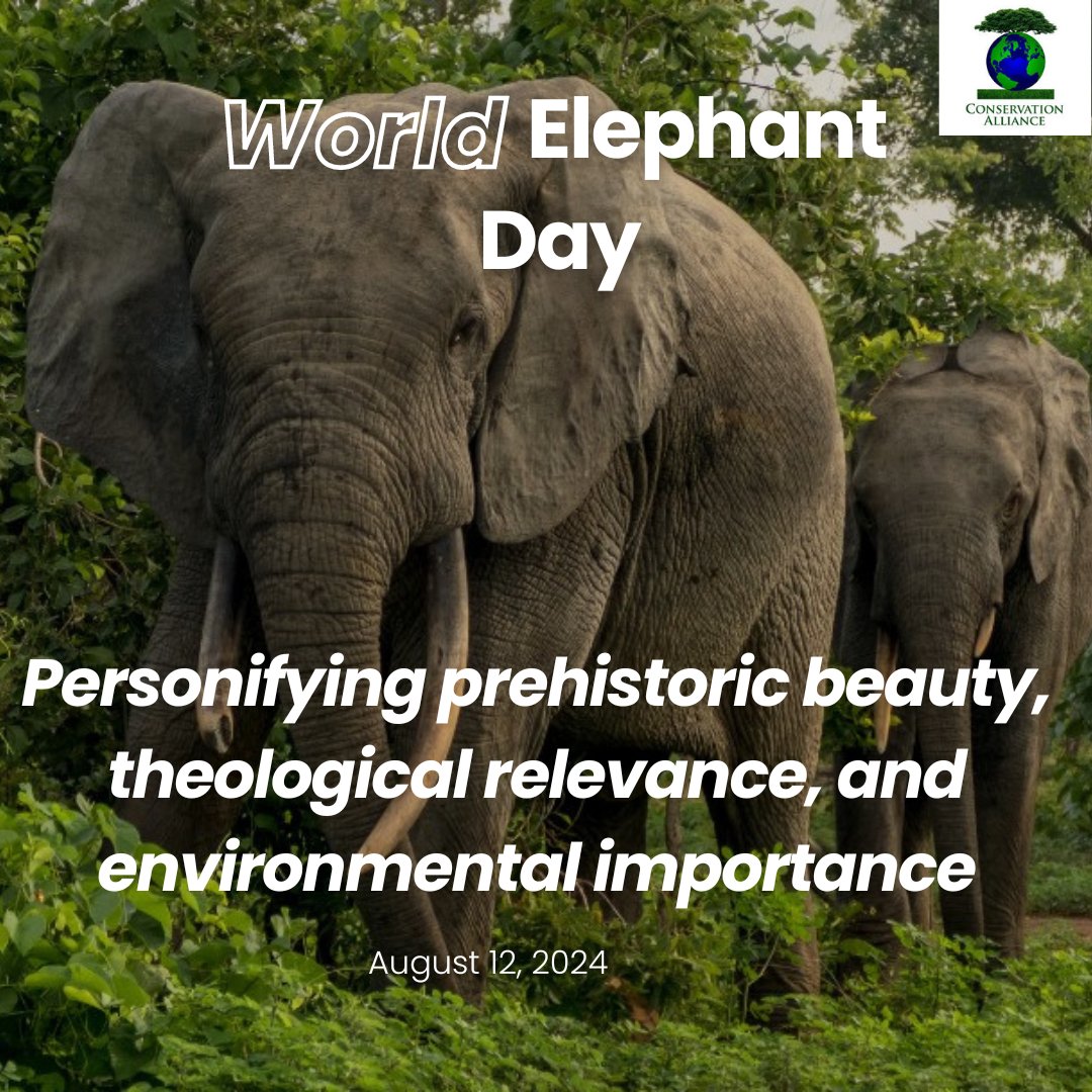 conserveallianc's tweet photo. 🌍🐘 Cheers to World Elephant Day! These magnificent giants are essential to our ecosystems, not simply as beautiful prehistoric creatures! We preserve our forests, water supplies, and biodiversity when we protect elephants. 💚✨ #SaveOurElephants #WorldElephantDayGhana agenda111 https://t.co/nU35XwbOol