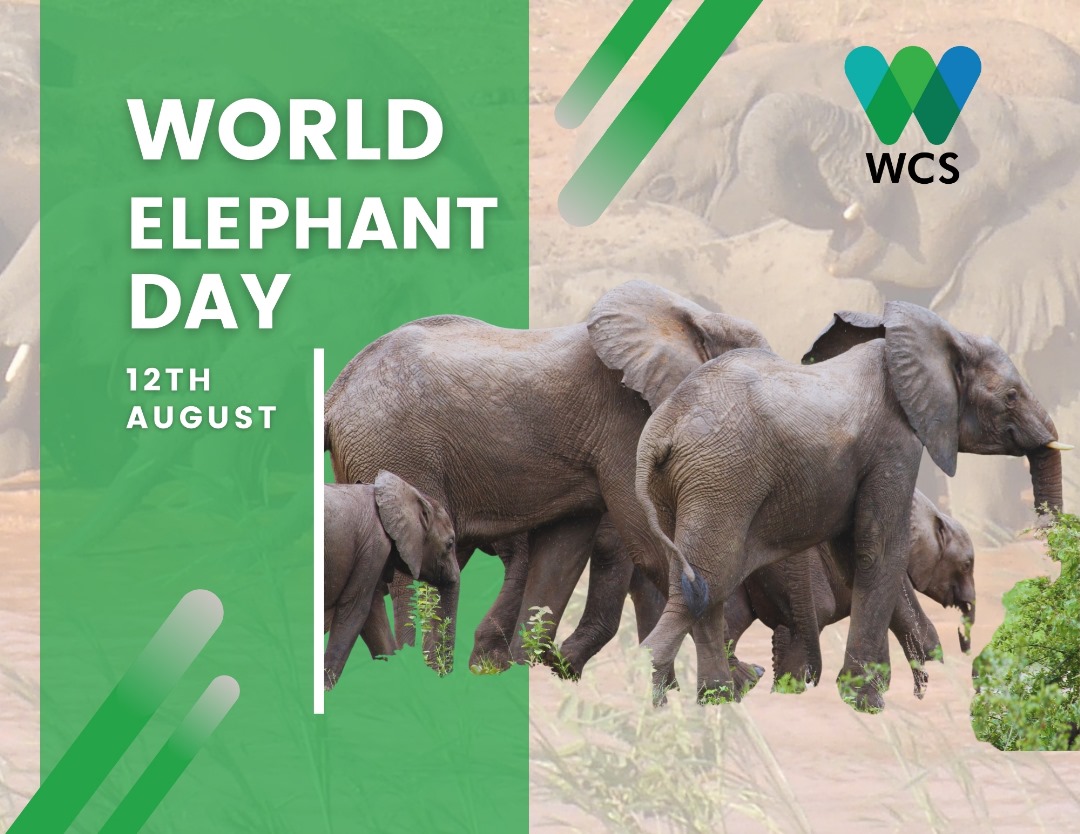 WCS_Nigeria's tweet photo. They play key roles in maintaining  diversity of plants/animals in forest environment. They create patchwork of forest types by opening up the understory, slowing down  closure of canopy gaps caused by falling trees, &amp; dispersing seeds over long distances. #WorldElephantDay https://t.co/sgBSOM5j7E