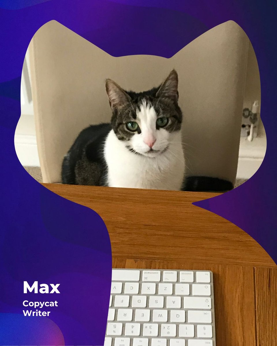 In honour of #InternationalCatDay last Thursday, we wanted to introduce you to some of our feline friends... working purrrfectly, behind the scenes... 🐈

#BigWaveMarketing #CatDay #Cats