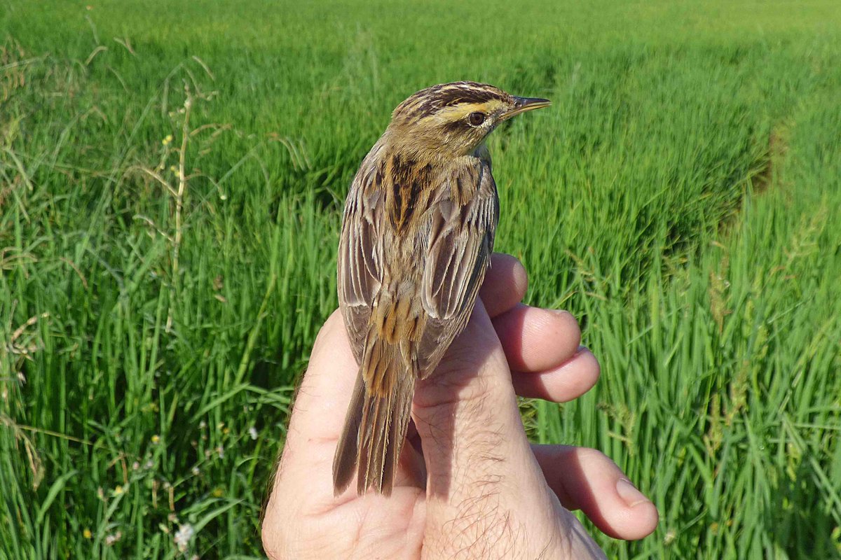 Iduna Tours Birding & Nature tweet media