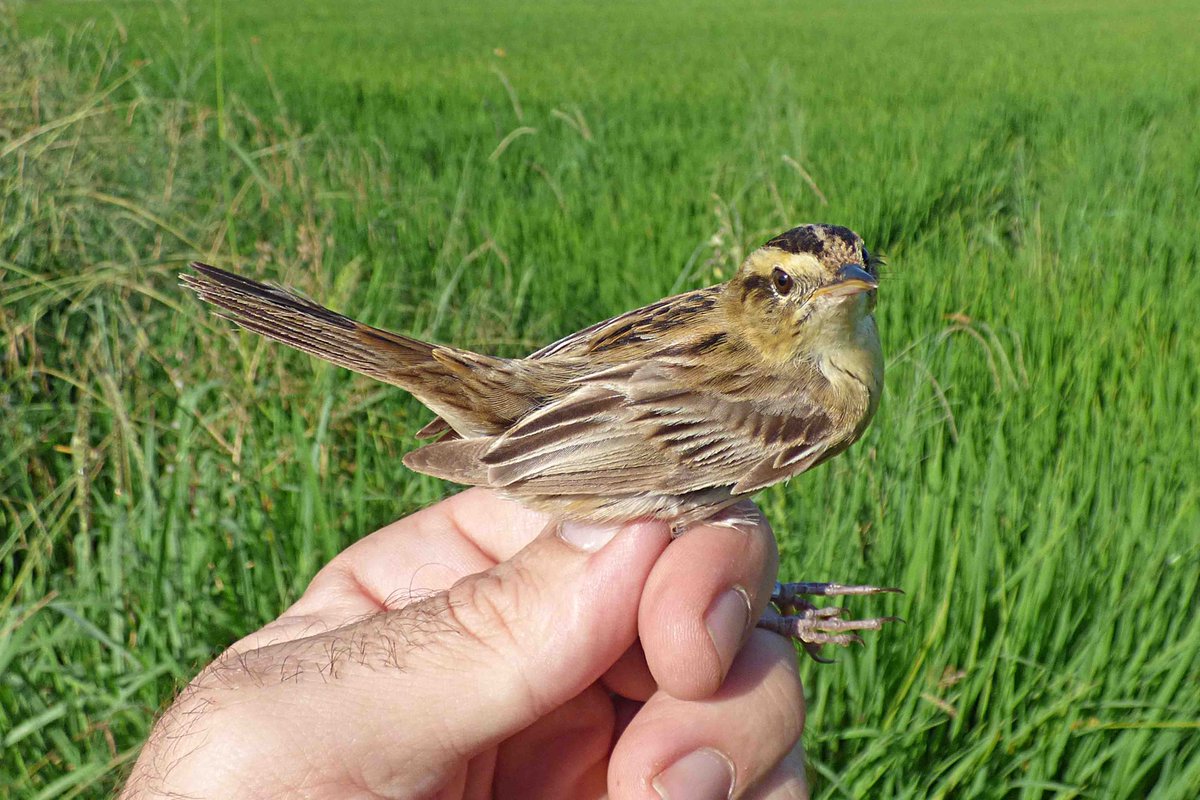 Iduna Tours Birding & Nature tweet media