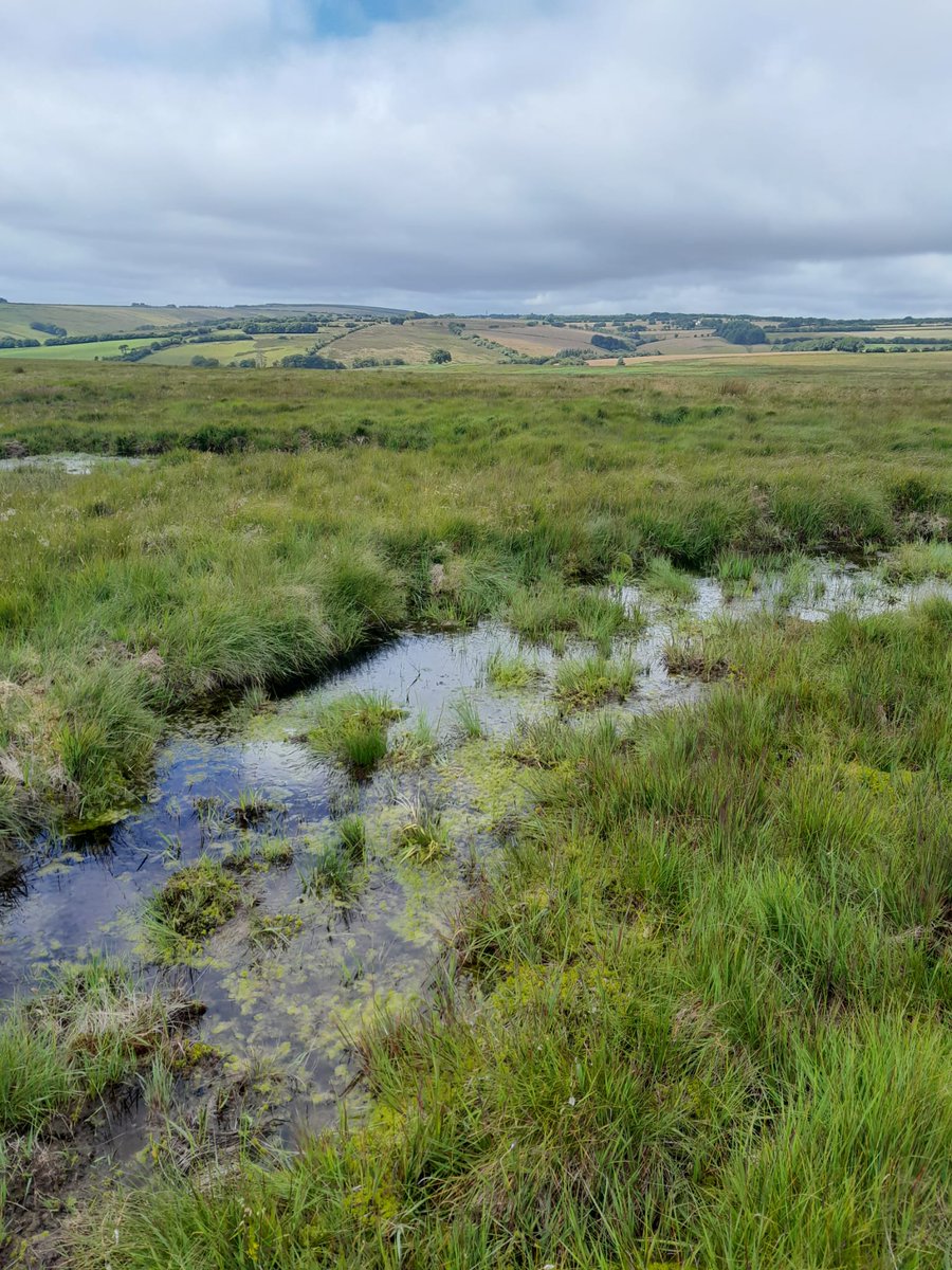 South West Peatland Partnership (@swpeatland) on Twitter photo It's fantastic to see the shallow pools of water, created by #peatlandrestoration works on Exmoor, filling up with incredible peat-forming sphagnum mosses only 6 months on from when they were created. It's fantastic to see the shallow pools of water, created by #peatlandrestoration works on Exmoor, filling up with incredible peat-forming sphagnum mosses only 6 months on from when they were created.