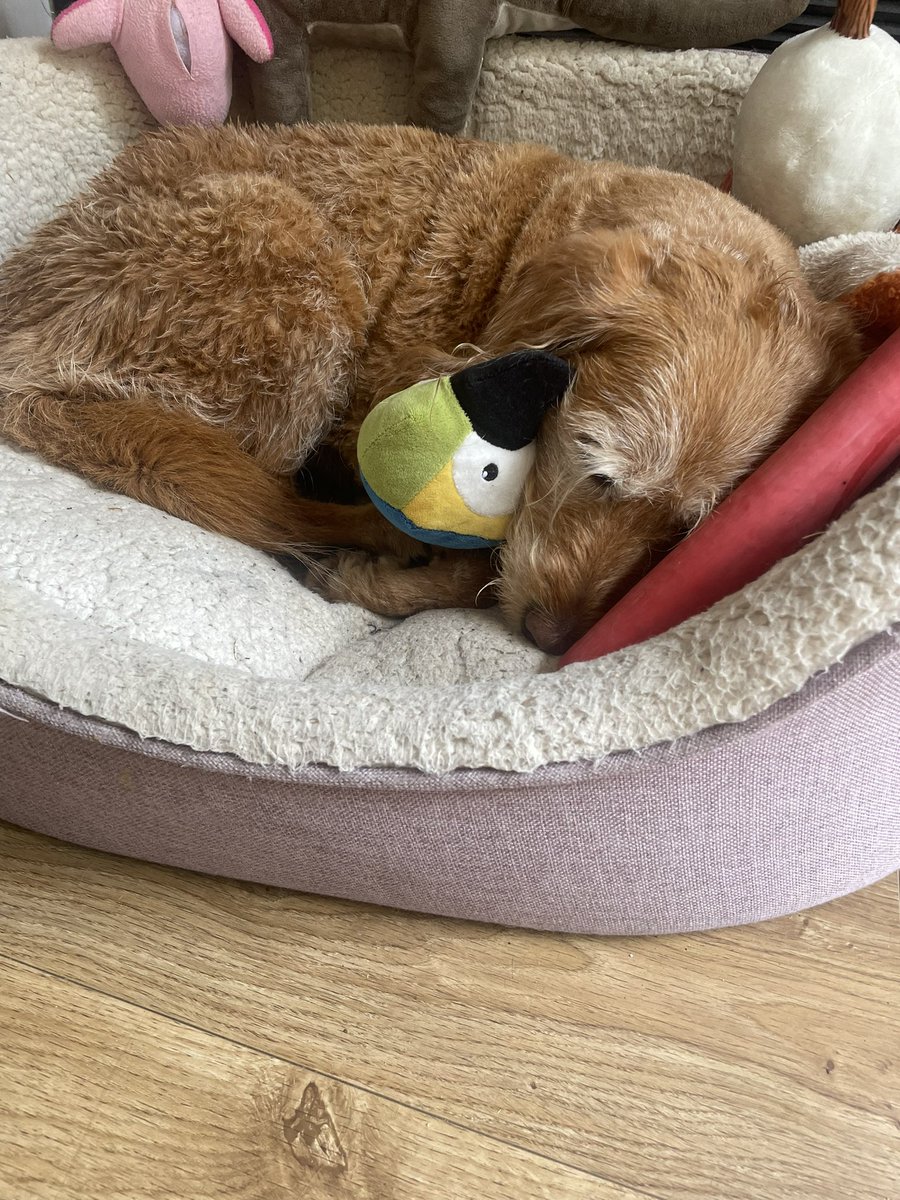Hoomum habs been better today…early walkies in fave park…wiv swimming and memembered ball!! 🎾 am zorsted so sleepsies wiv Polly and Hilda #MondayMotivation #Mondayvibes