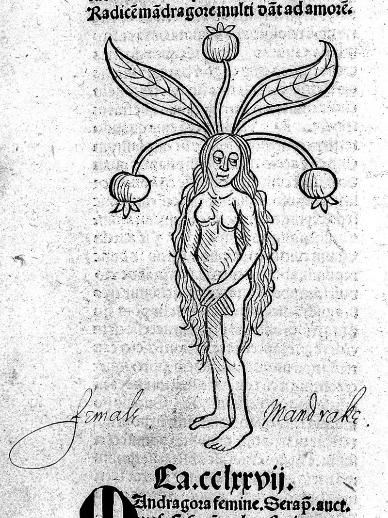 CaminoAquelarre's tweet photo. Las hierbas y plantas tienen una larga historia junto a la brujería y la hechicería. Desde las brujas europeas y su uso del estramonio, el beleño negro, la belladona y la mandrágora, hasta los chamanes y el empleo del peyote, la hierba del diablo o la ayahuasca. https://t.co/03XMTsO2ek