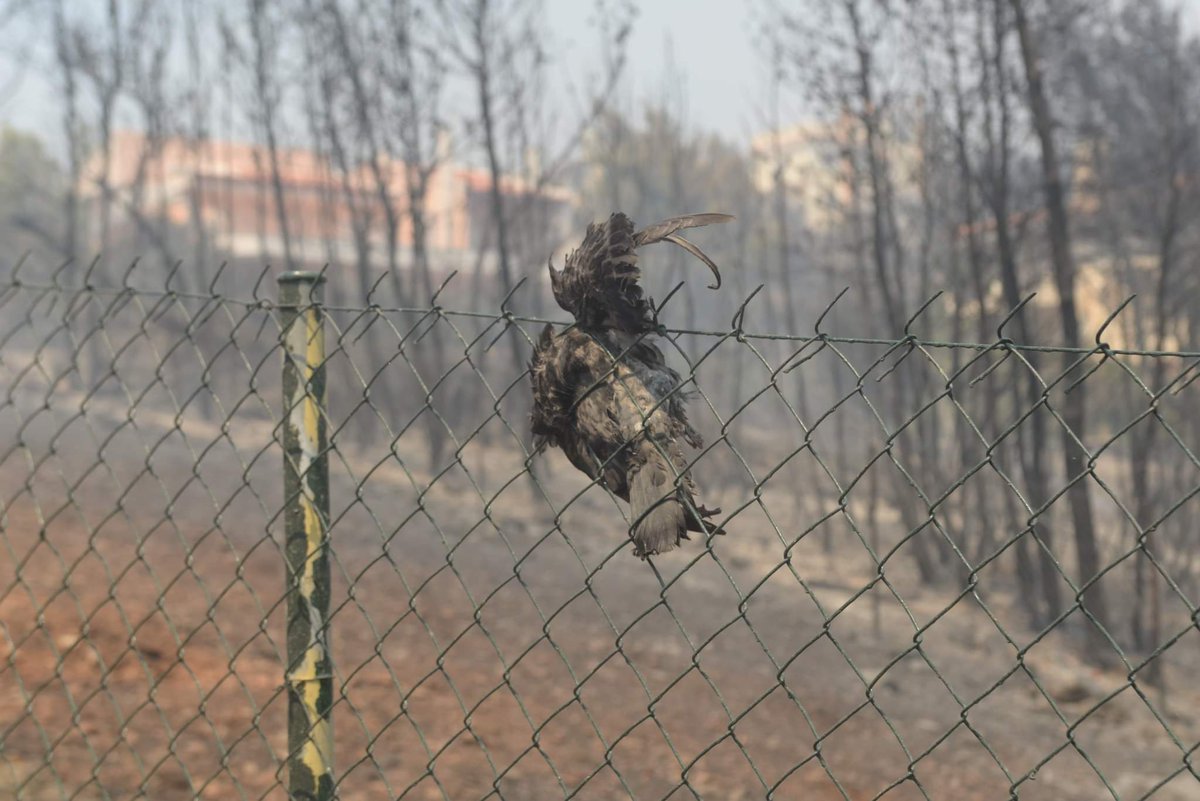 A pigeon was burned in the fence as was trying to escape the fire during a #wildfire in Dioni, north of Athens, on August 12, 2024. #Greece was battling several wildfires on August 11, with smoke covering parts of the capital Athens in a haze