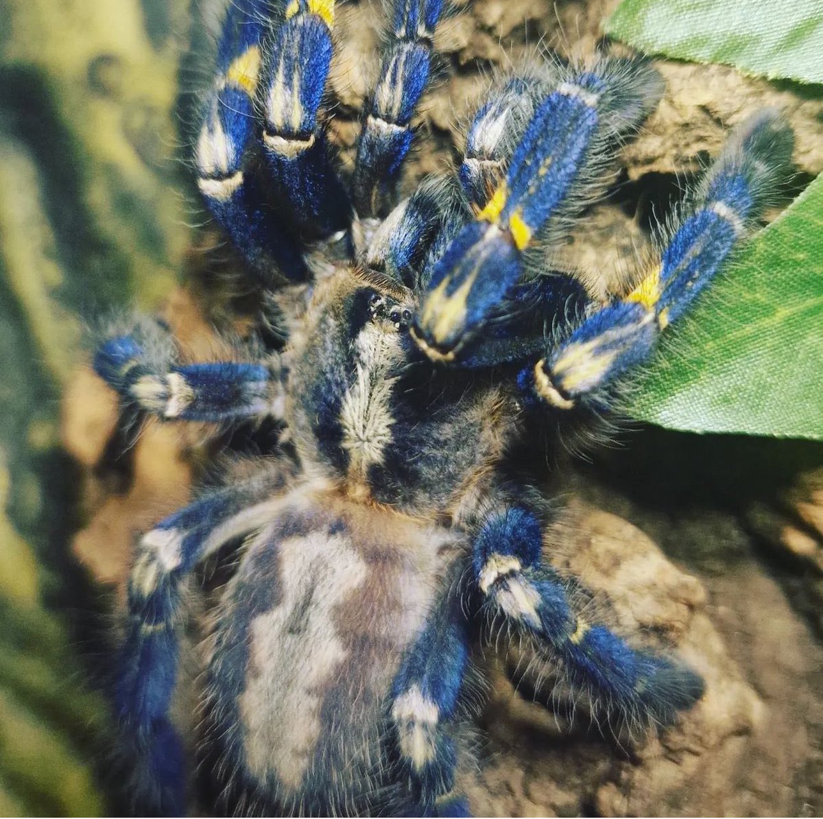 Houseofinverts's tweet image. Poecilotheria Metallica looking absolutely stunning 🔥🕷️#tarantula #BeautifulNature #eightlegs #spider #blue