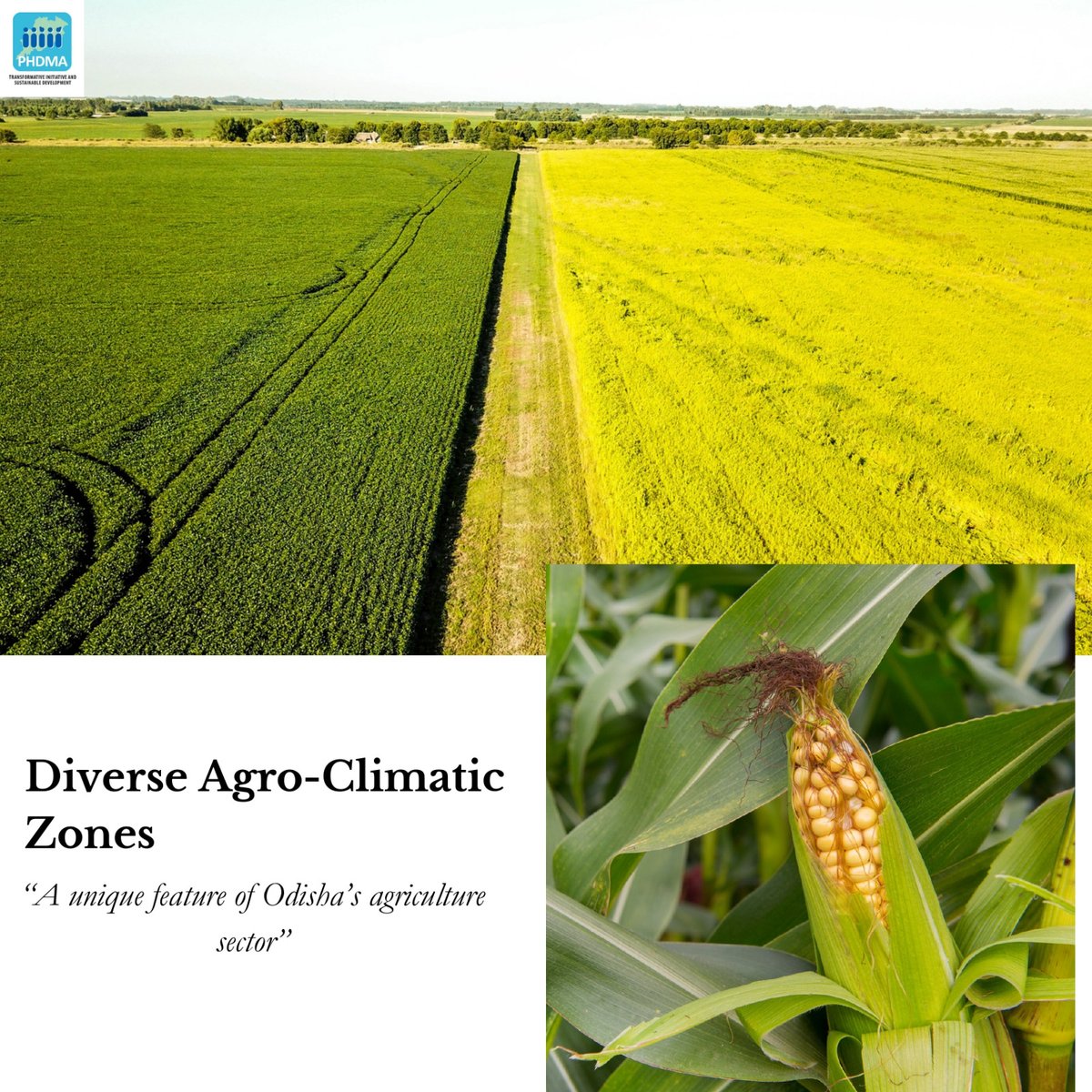 PhdmaO's tweet image. Odisha has 10 distinct agro-climatic zones, which allow for the cultivation of a wide variety of crops.
The Zones are:
1- North-Western Plateau
2- North-Central Plateau 
3- North-Eastern Coastal Plains
4- East &amp;amp; South Coastal Plains
5-North-Eastern Ghats

#agroclimate
